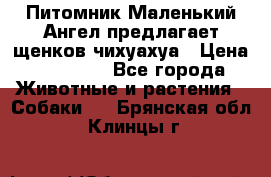 Питомник Маленький Ангел предлагает щенков чихуахуа › Цена ­ 10 000 - Все города Животные и растения » Собаки   . Брянская обл.,Клинцы г.